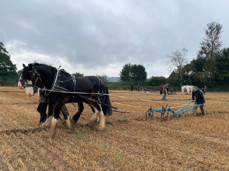 Images from Cheriton Fitzpaine and District Ploughing Match and Produce Show.