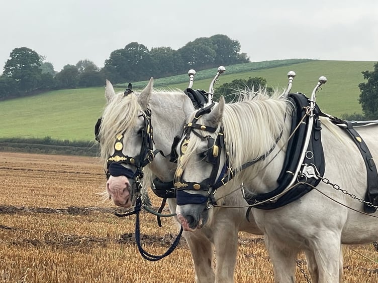 Images from Cheriton Fitzpaine and District Ploughing Match and Produce Show.