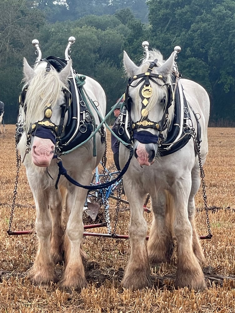 Images from Cheriton Fitzpaine and District Ploughing Match and Produce Show.