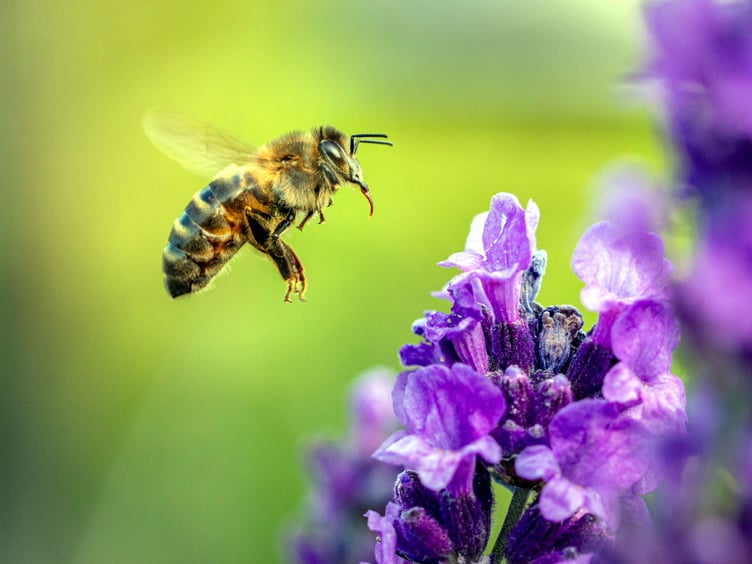 Honey bee approaching lavender, Pelynt, Looe by Dave Taylor