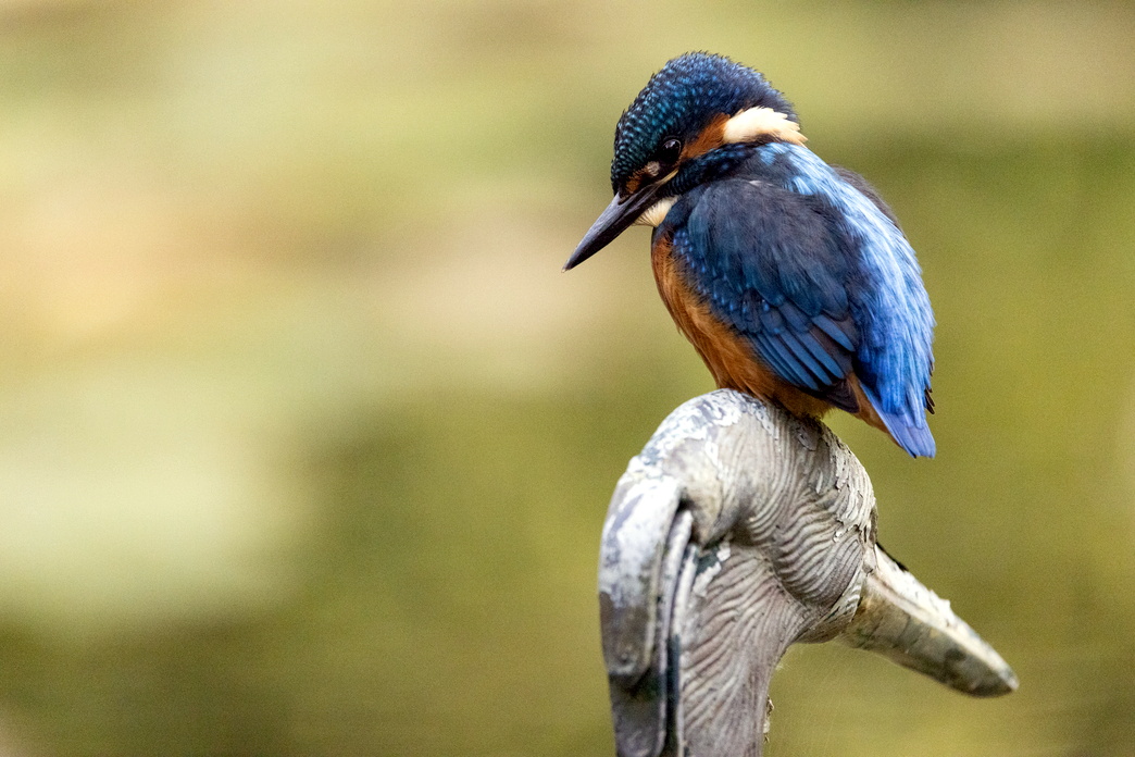 Kingfisher, Garden, Liskeard by John Hemming