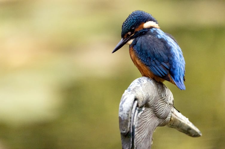 Kingfisher, Garden, Liskeard by John Hemming