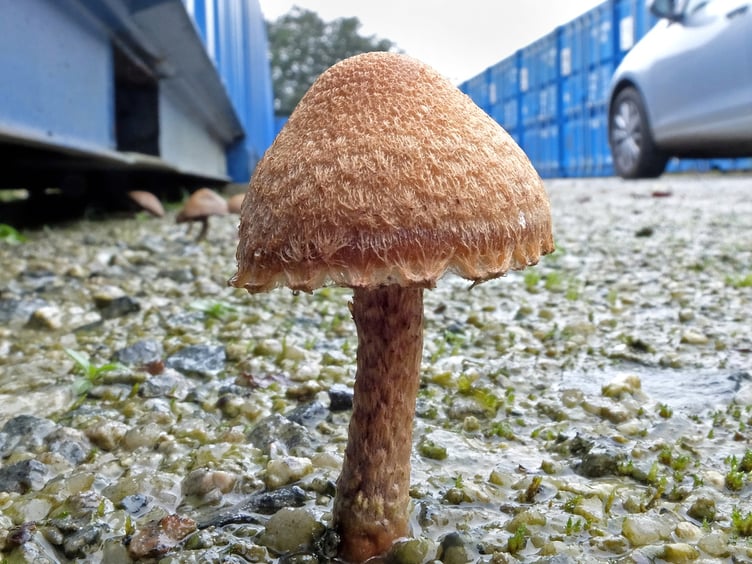 Weeping Widow fungus, Storage facility, Bodmin by John Evans-Jones is in the finals for the ‘Wildlife on my doorstep’ category