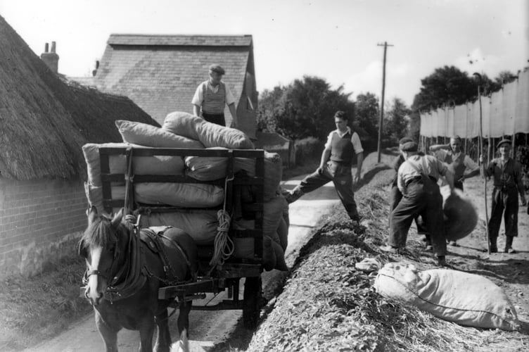 Hop fields at Bentley in September 1951