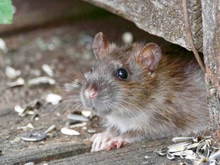Letter: Weeds, litter and rats – Petersfield deserves better
