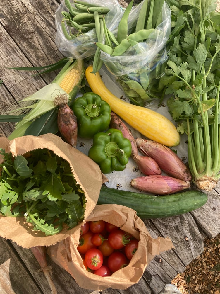 A selection of veg grown chemical-free at Farnham Community Farm