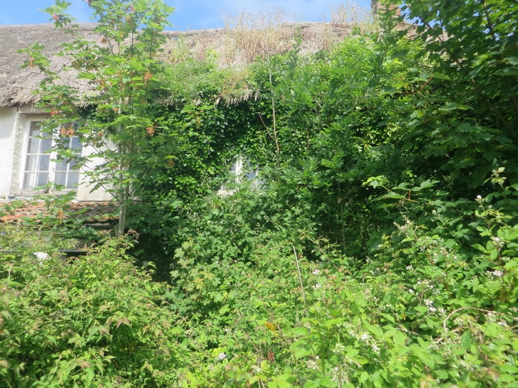 Bell Cottage earlier this year before clearance and yes, there is a car under all that greenery. SR 3219