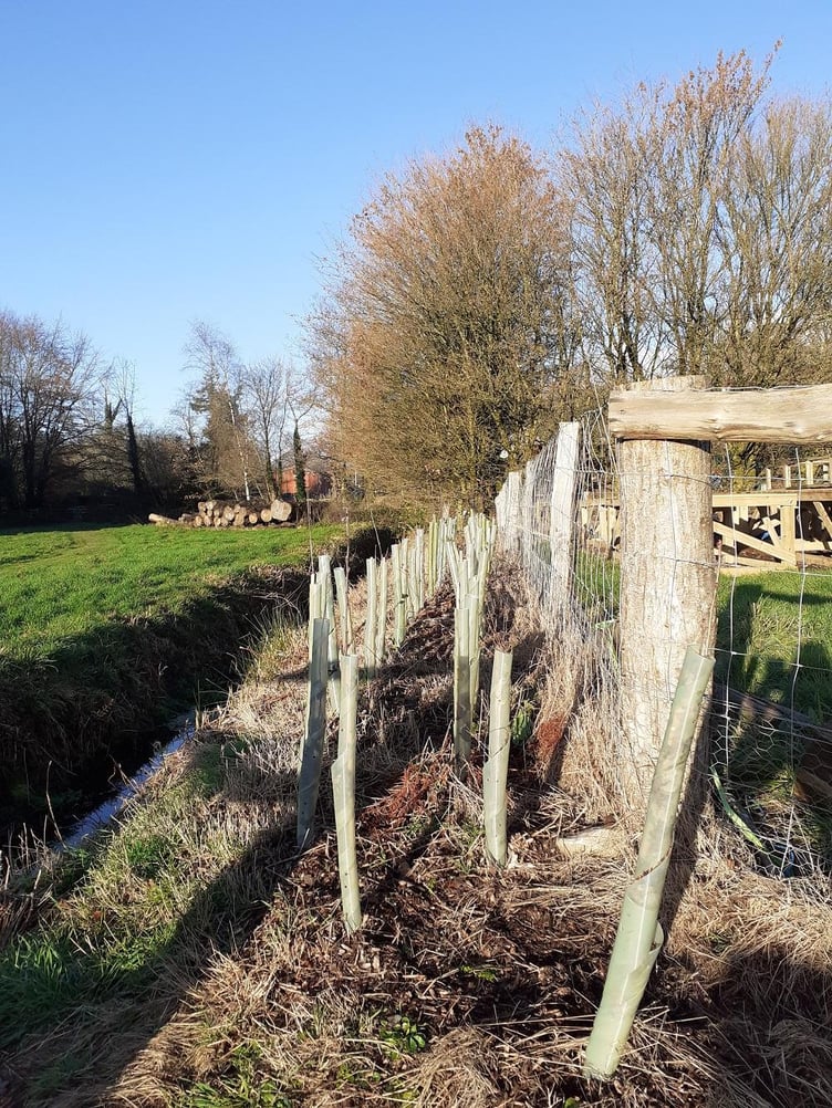 Saplings grown in Exmoor National Park Authority’s nursery in Exford.