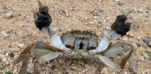 Video: Invasive crab seen scuttling along path in Bushy Park
