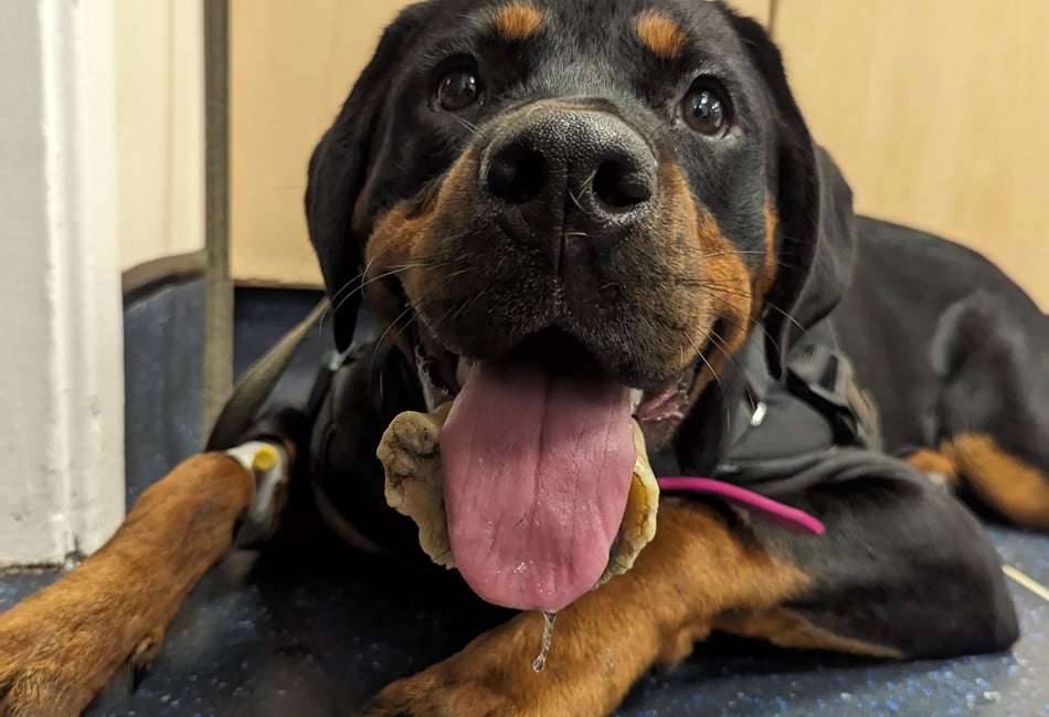 <p>Eight-month-old Boxweiler Nancy with the bone stuck on her bottom jaw</p>