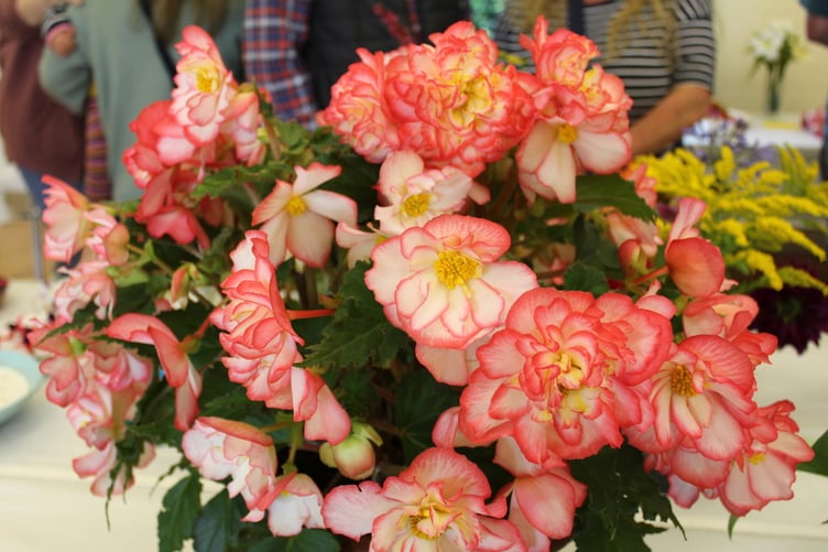 First prize flowering pot plant was this begonia from T Konig. SR 8648
