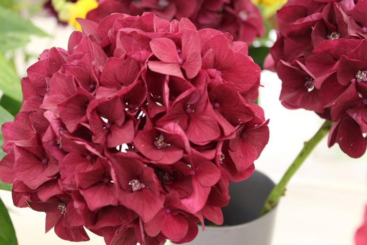 Lesley Jewell’s prize dark pink hydrangea. SR 8659