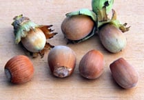 Lovely memories of summer holidays collecting hazel nuts for Christmas