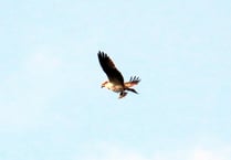 Osprey spotted at Cannop Ponds