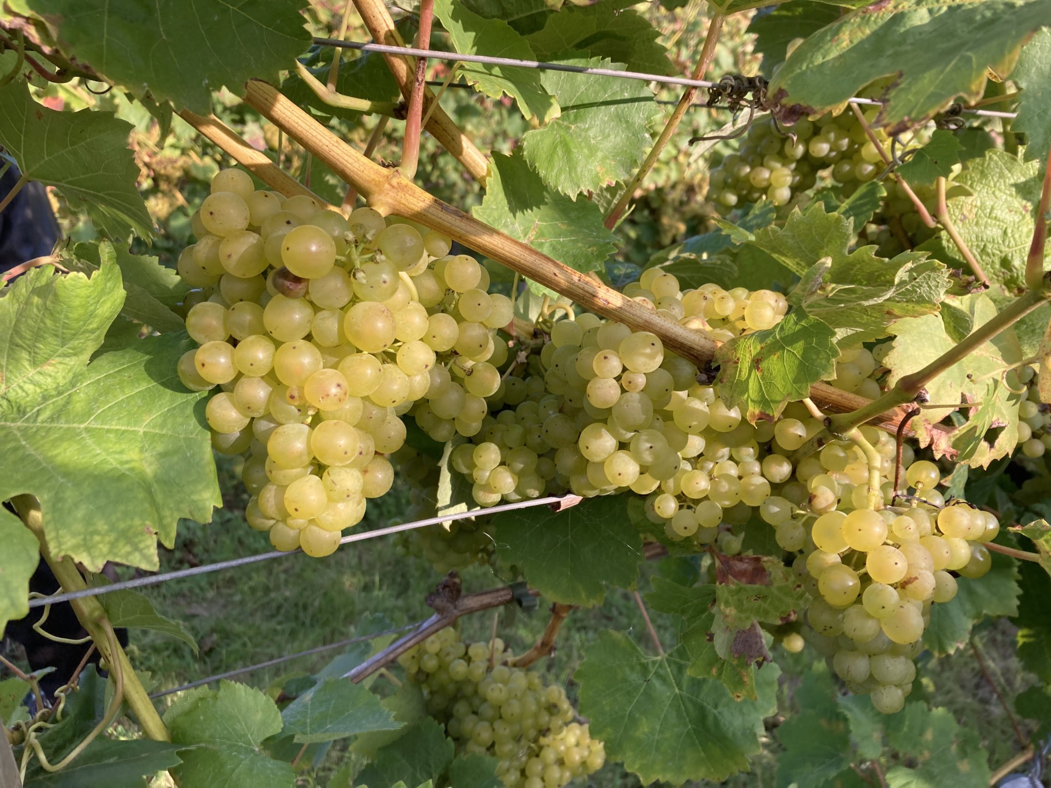 Chardonnay grapes on the vine
