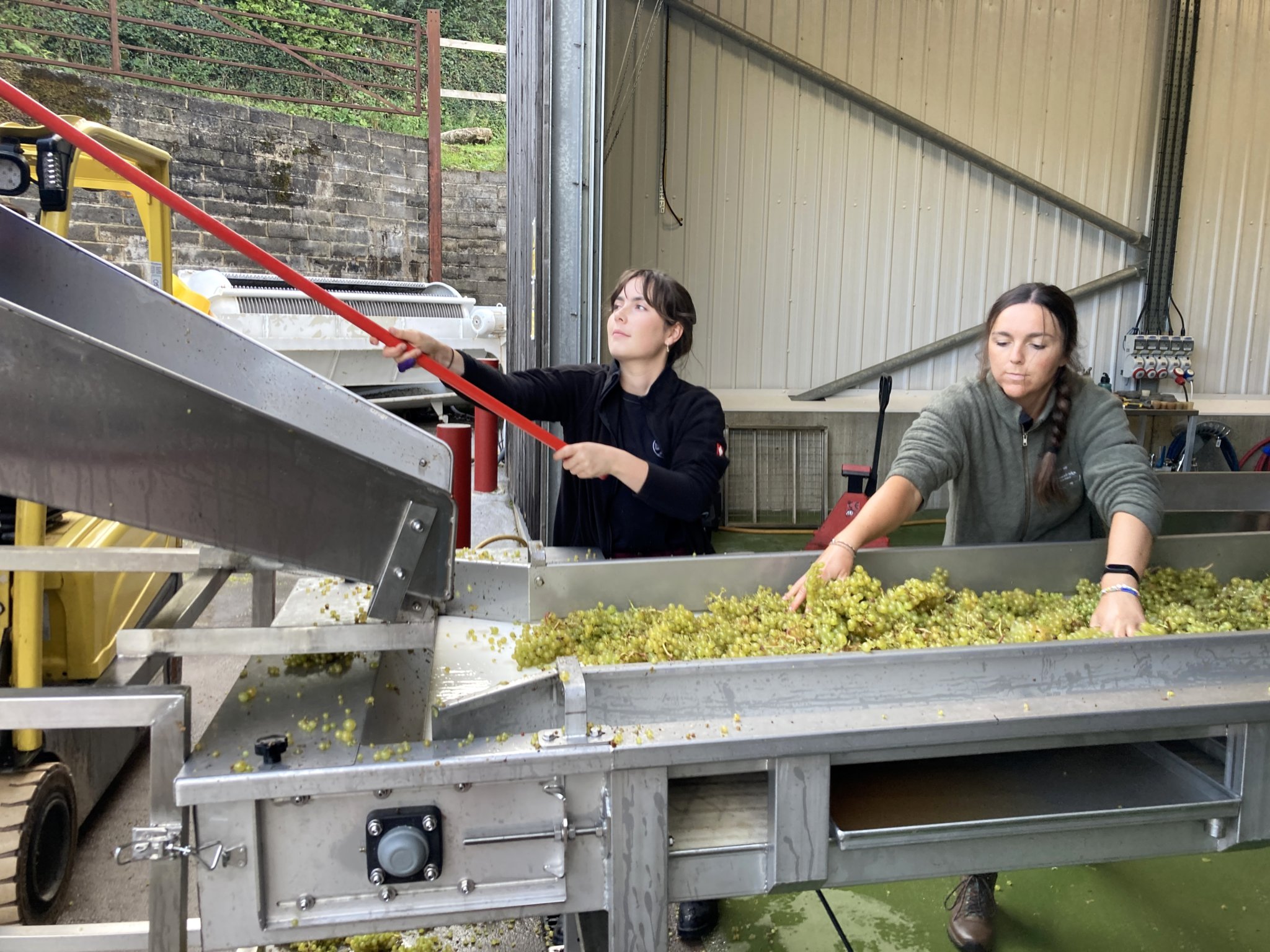 The grapes arrive at the winery