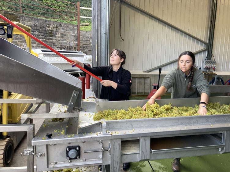 The grapes arrive at the winery