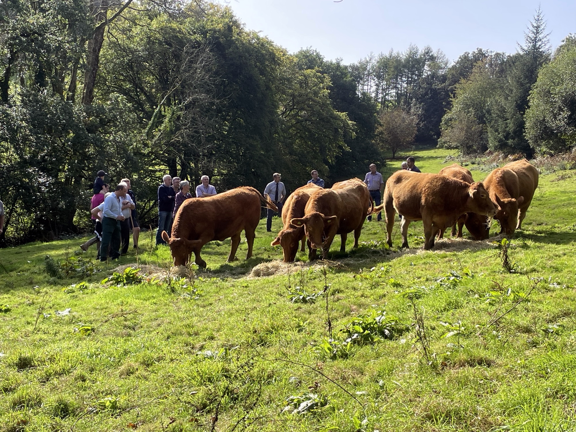 ABOVE: The South Devon cattle; Right, Nigel and Elizabeth Bunkham
