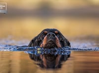 <p>Diane Gollowitzer from Midhurst won five bronze and silver awards out of the six categories she entered in the International Pet Photographer of the Year competition</p>