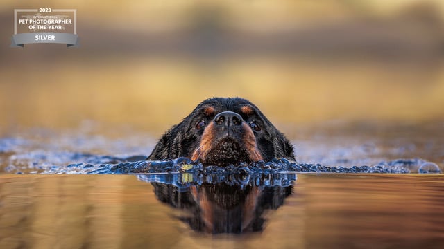 <p>Diane Gollowitzer from Midhurst won five bronze and silver awards out of the six categories she entered in the International Pet Photographer of the Year competition</p>