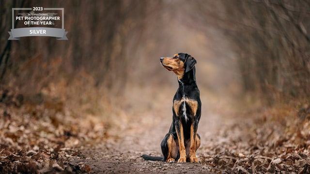 Diane Gollowitzer from Midhurst won five bronze and silver awards out of the six categories she entered in the International Pet Photographer of the Year competition
