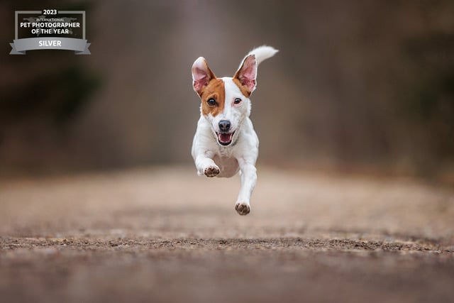 Diane Gollowitzer from Midhurst won five bronze and silver awards out of the six categories she entered in the International Pet Photographer of the Year competition