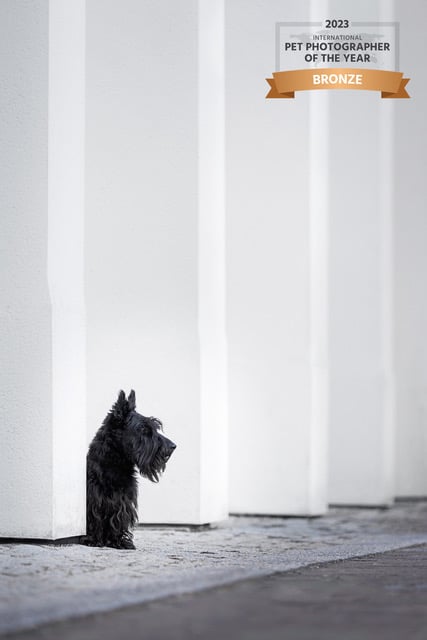Diane Gollowitzer from Midhurst won five bronze and silver awards out of the six categories she entered in the International Pet Photographer of the Year competition