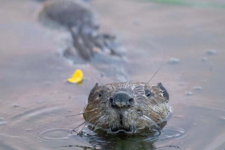 A beaver swimming at dusk 