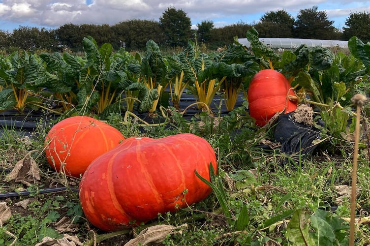 Pumpkins at Farnham Community Farm