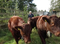 <p>Tice’s Meadow volunteer stock checker Craig Nobbs with the 'Three A'moogos'</p>