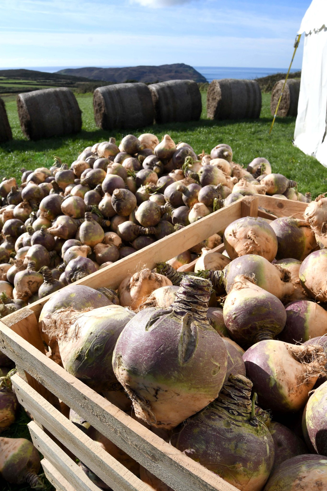 A pile of turnips ready for carving at Cregneash