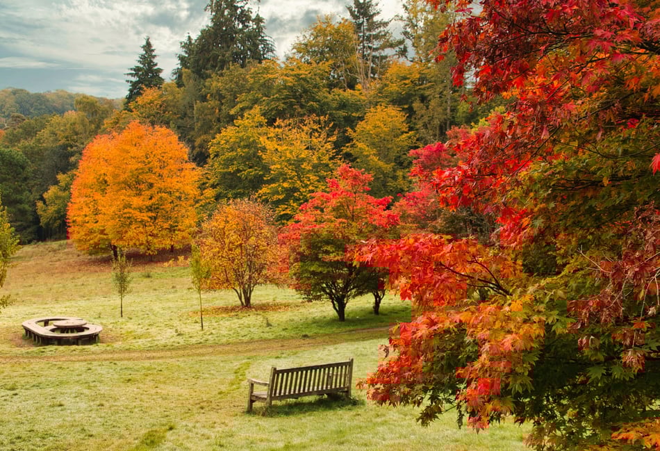 <p>Autumn always looks beautiful at Winkworth but, this year the colour has been a little later than expected</p>