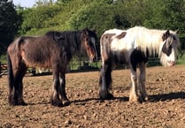 Pony rehabilitation centre appeals for help
