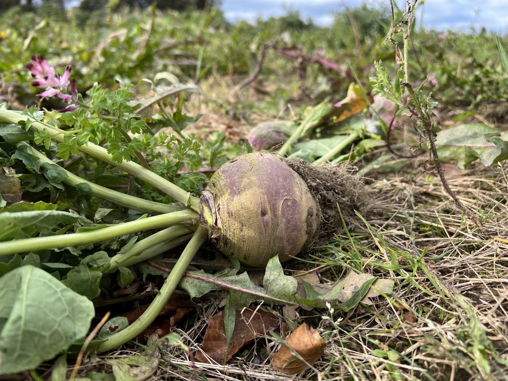 Traditional turnips were also available at Kella Farm in Sulby