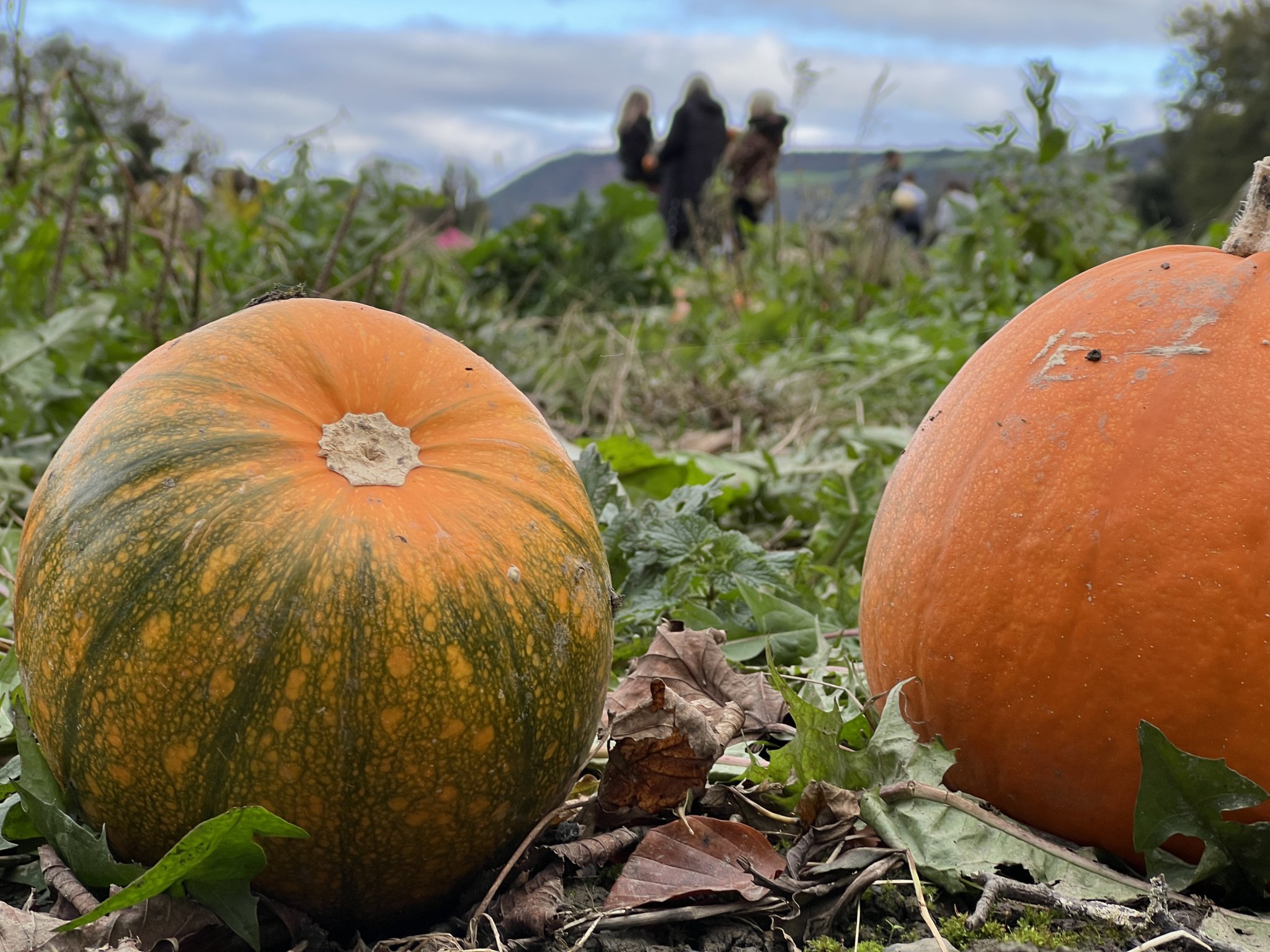 Pumpkins at Kella Farm in Sulby