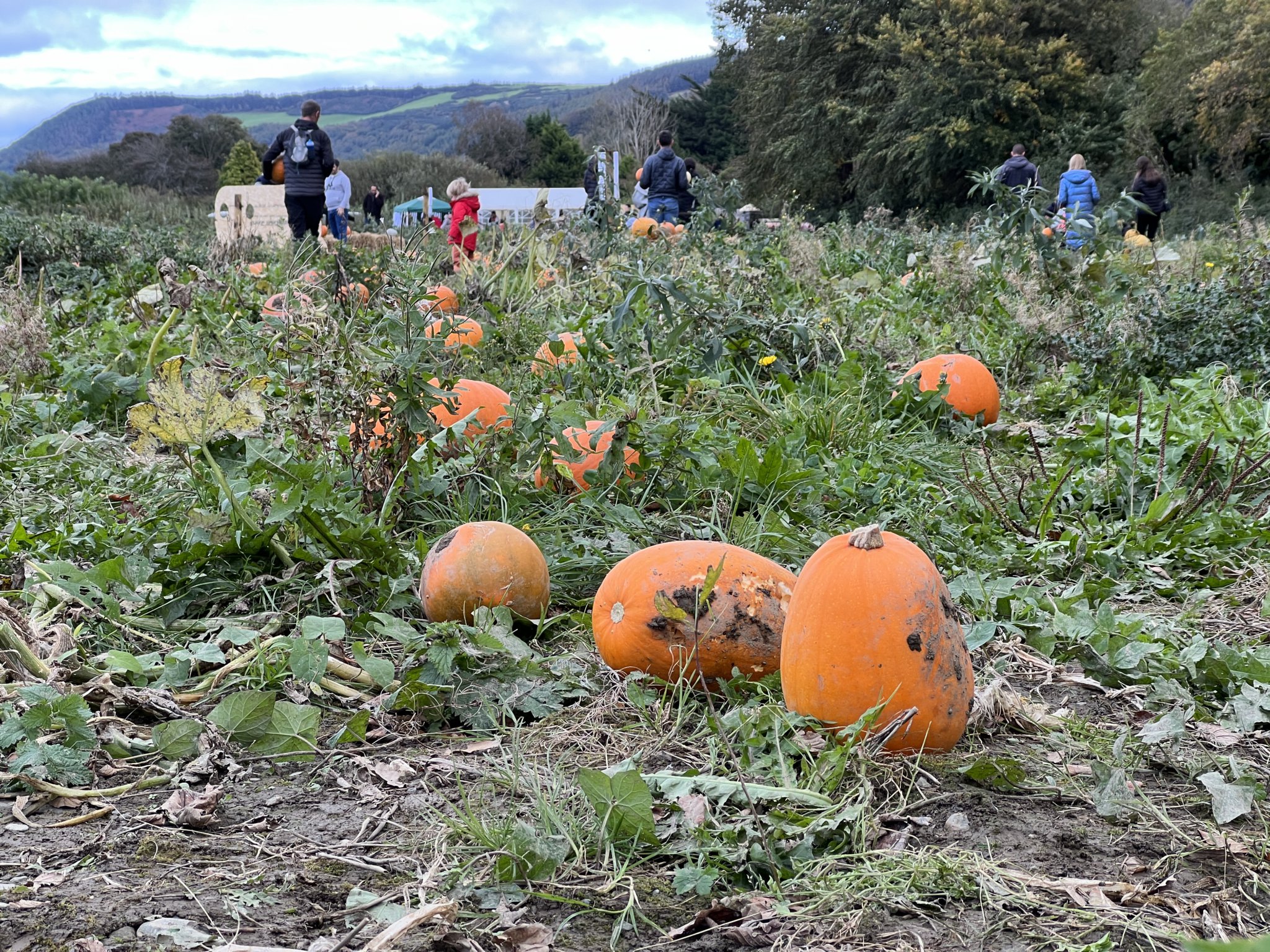 Pumpkins at Kella Farm in Sulby