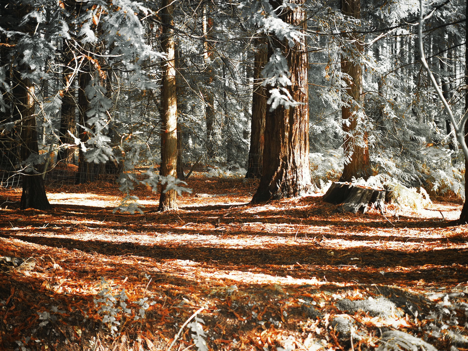 Nine places to enjoy the autumn colour in Surrey and Hampshire