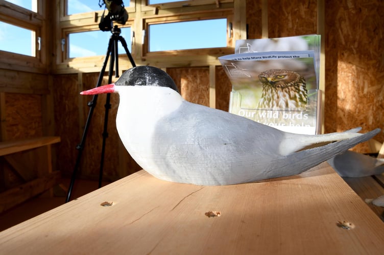 A 3D printed decoy tern used to attract common terns which have not bred in the island for half a century