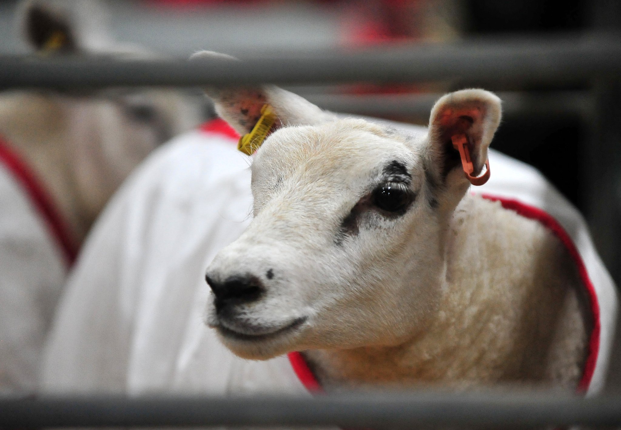 AgriFest 2023 at Westpoint
