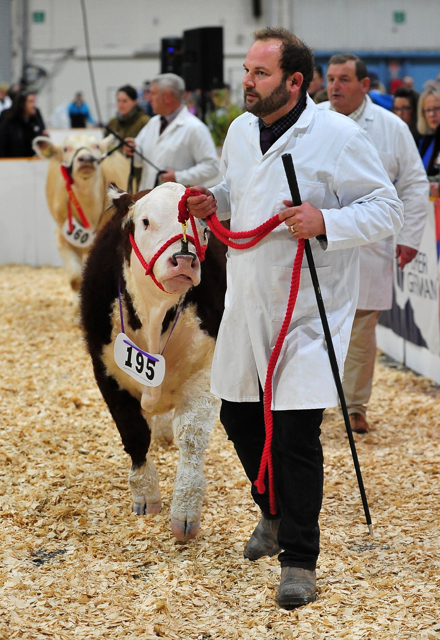 In the showring - Ben Wood from Allwood Herefords based at Morleigh, near Totnes
