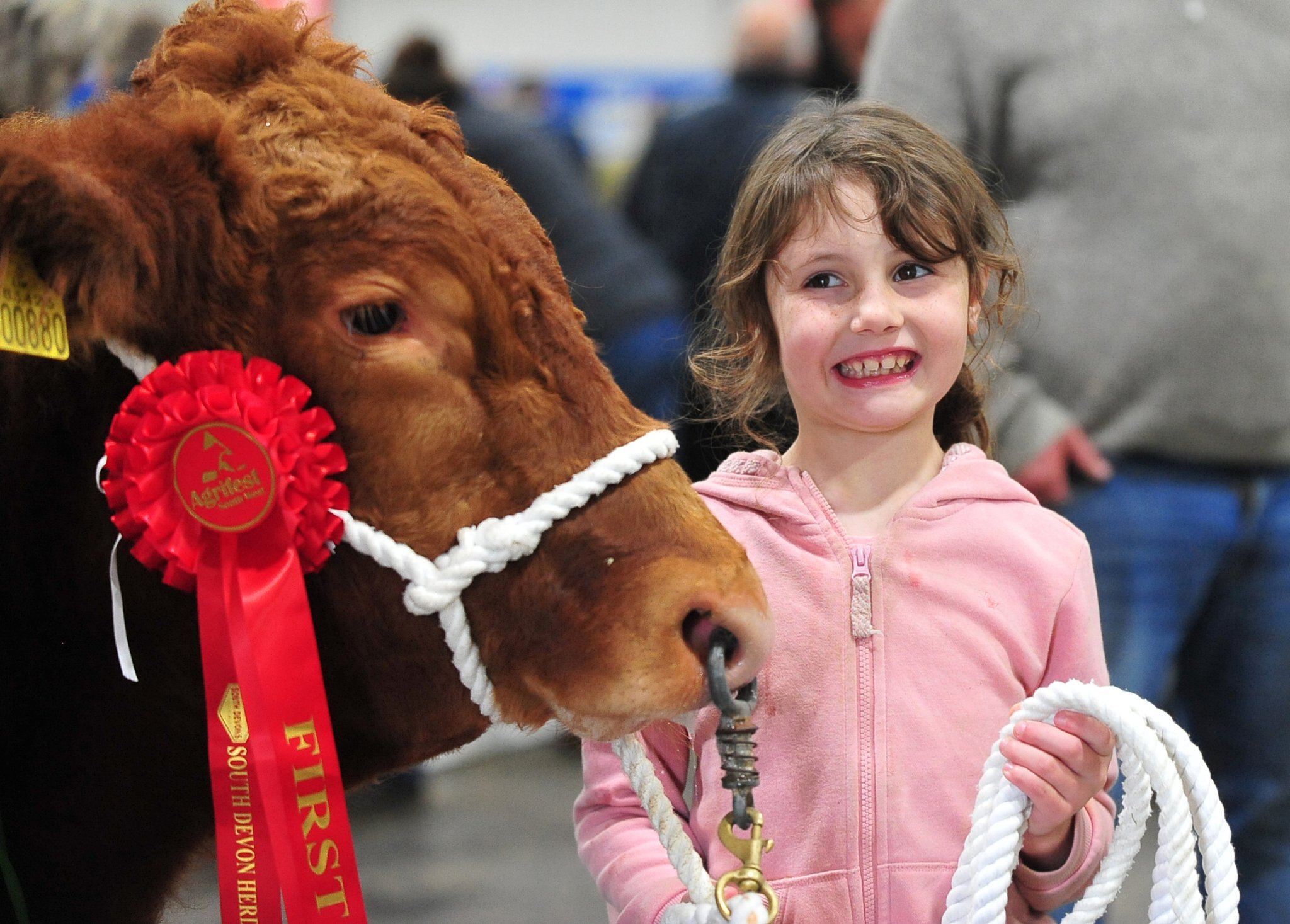 AgriFest 2023 at Westpoint. Seven year old Lily Compton takes the halter of South Devon Landrivick Cracker
