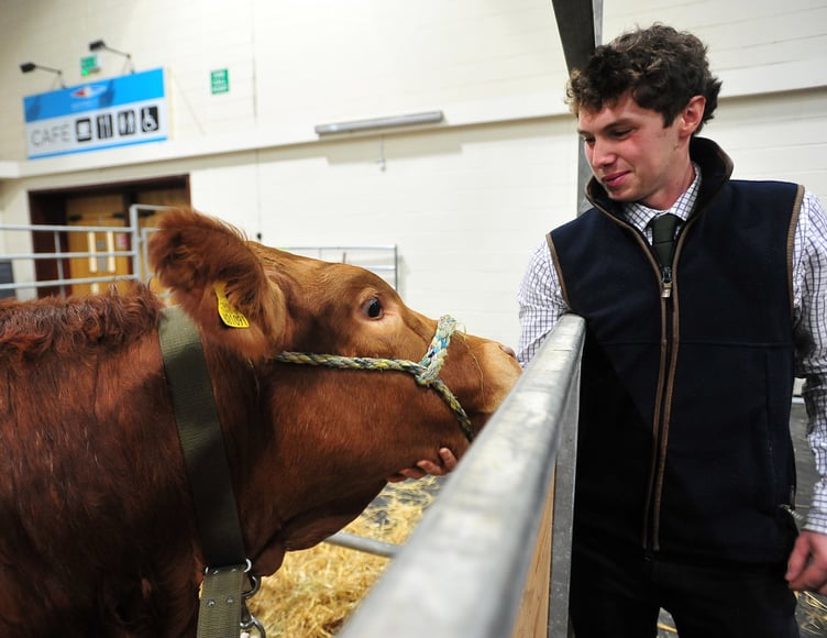 Josh Quant from Kingskerswell with pure breed Limousin Tootie Frootie