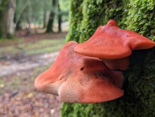 Five fabulous fungi to look out for on the heaths this November