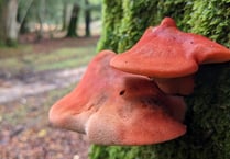 Five fabulous fungi to look out for on the heaths this November