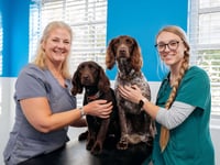 Petersfield vet who saved two dogs makes poisonous mushroom warning