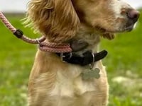 Farringdon owner’s warning as rare disease kills dog
