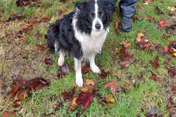 Echo and Archie 100 mile sponsored walk