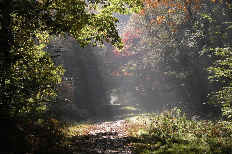 Alice Holt Forest showing off its beautiful colours.