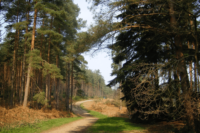 Bourne Woods in the light of day.