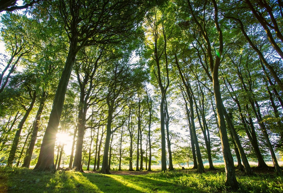 <p>Woodland in sunlight in the South Downs National Park</p>
